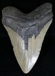 Huge Megalodon Tooth - North Carolina #18381-1